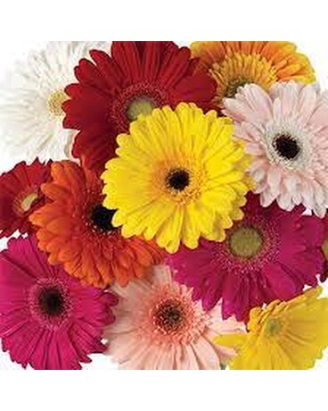 Gerbera Daisy Special Flower Arrangement
