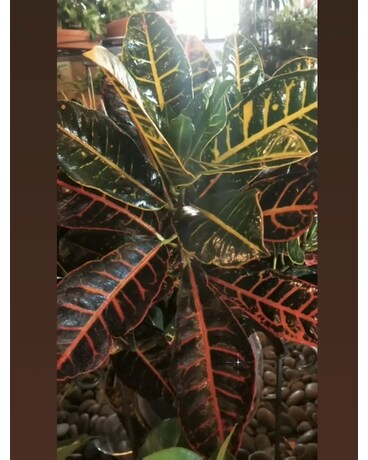Croton Plant