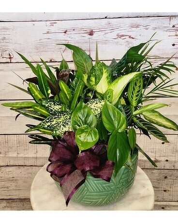 Dish Garden Plant
