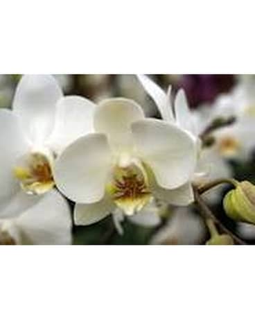 White Orchid Plant