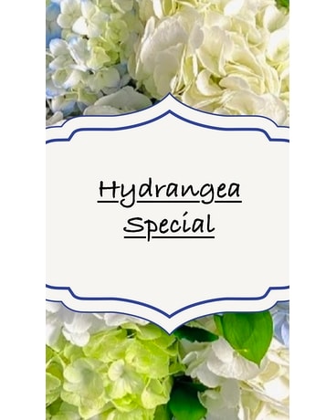 Hydrangea Special Flower Arrangement