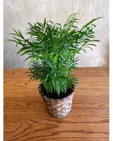 Palm Plant Flower Arrangement