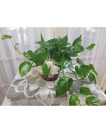 Pothos Ivy Plant