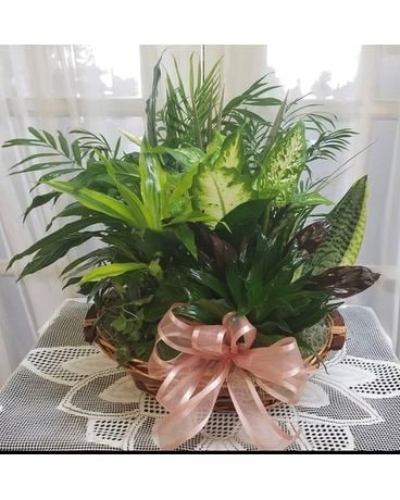 Laundry Basket Plant Garden Plant
