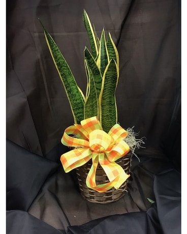 Snake Plant Plant