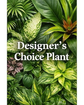 Sympathy Plants Delivery Amarillo TX - Shelton's Flowers & Gifts