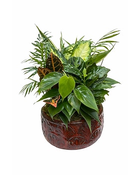 Sympathy Plants Delivery Amarillo TX - Shelton's Flowers & Gifts