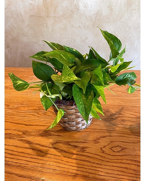 Pothos Ivy in Amarillo TX - Shelton's Flowers & Gifts