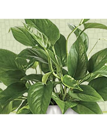 Designer's Choice Dish Garden Dish Garden Plant