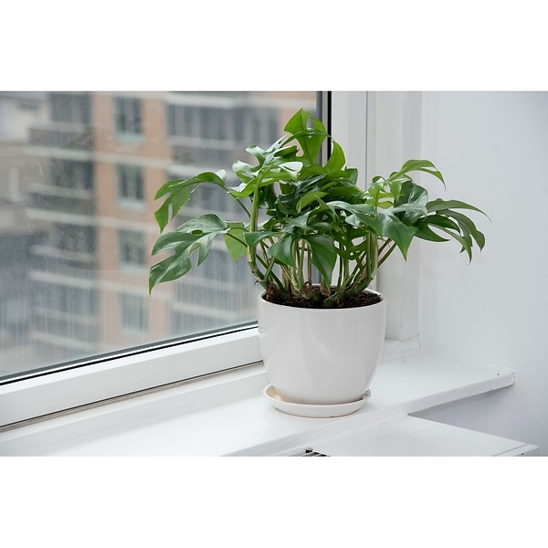 philodendron online shop PHILODENDRON CARAMEL online kaufen bei potflourri main image 0