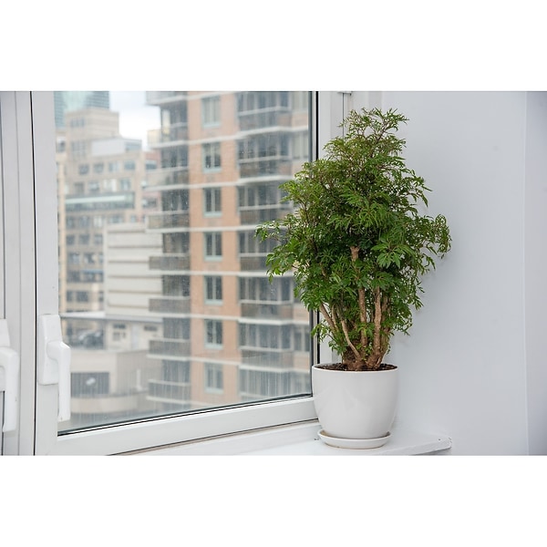 Ming Aralia in New York NY - ManhattanFlorist.com