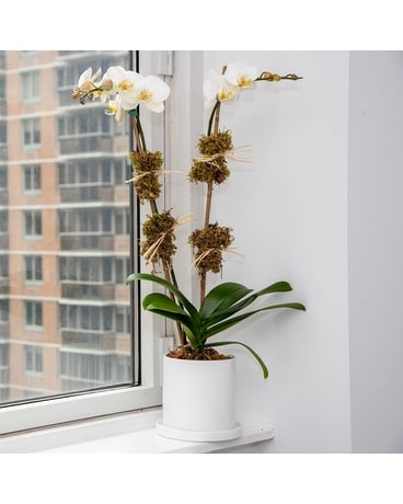 Ceramic size,  inches height and  inches wide.