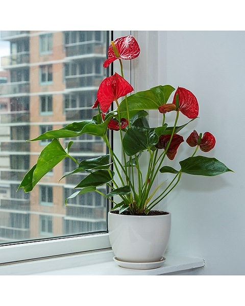 indoor cat palm Cat Palm | Chamaedorea Cataractarum | 10" Pot | Pet Friendly Houseplant