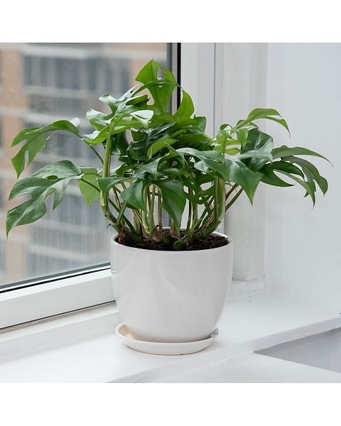 philodendron scan micans Rare Variegated Philodendron Mican Aurea Plant in Nursery Pot main image 1