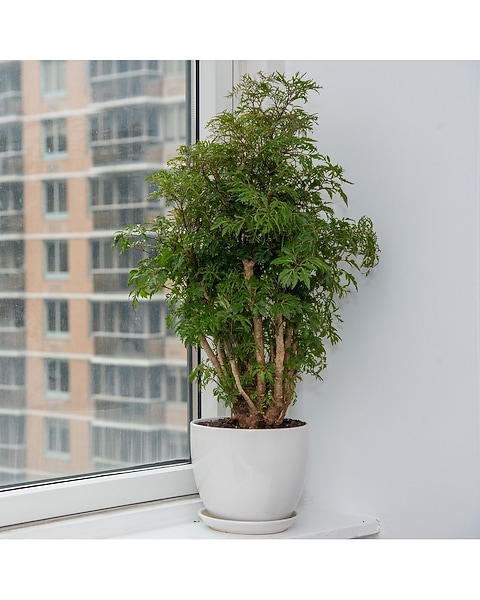 Ming Aralia in New York NY - ManhattanFlorist.com