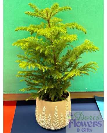 Norfolk Island Pine Plant
