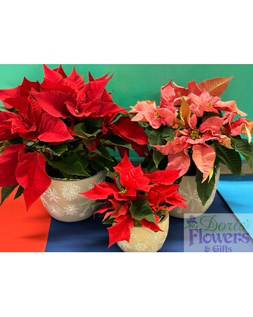 Snowflake Poinsettia Plant