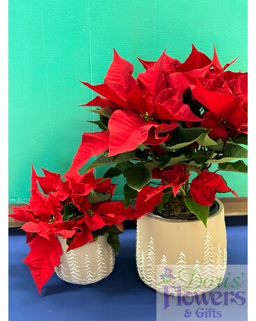 Tannenbaum Poinsettia Plant