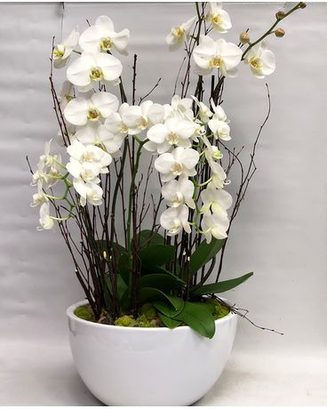 Ultimate White Orchids Custom product