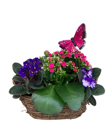 Butterfly Kisses Custom product