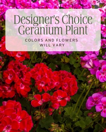 Designer's Choice Geranium Plant Custom product