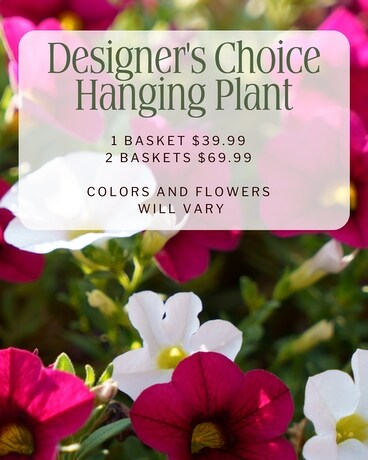 Designer's Choice Hanging Plant Custom product