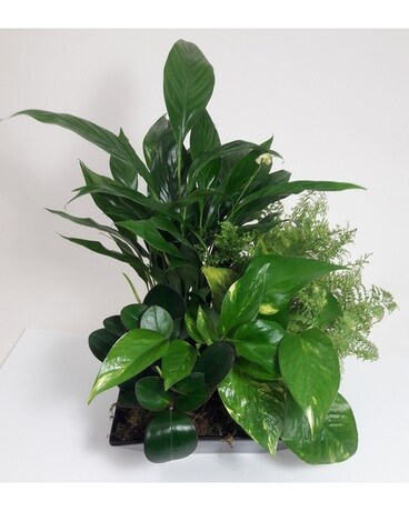 Simply Green Dish Garden Plant