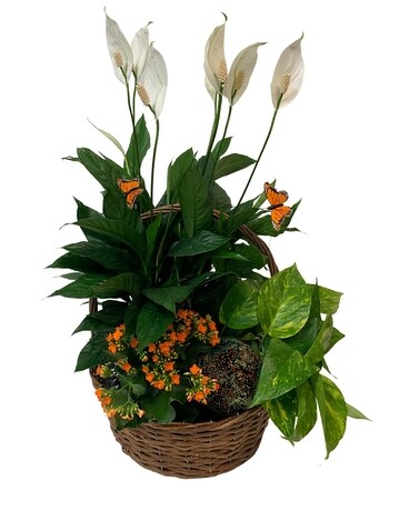 Tranquility Custom product