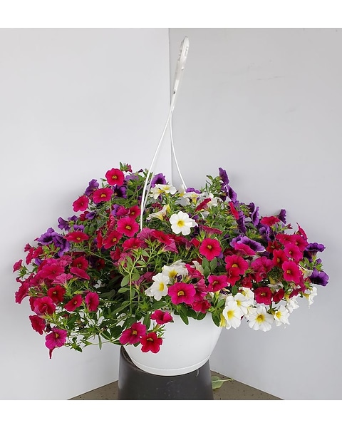 Million Bells Hanging Basket in Ferndale MI - Blumz...by JRDesigns