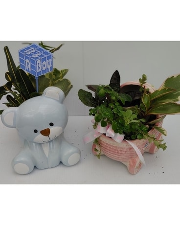 Schroeder's New Baby Garden Plant