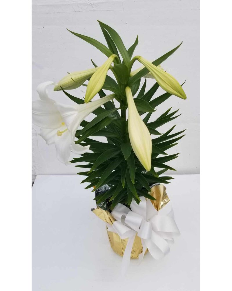 Single Stem Lily in Green Bay WI - Schroeder's Flowers