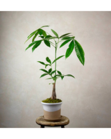 Money Tree in Bozeman MT - Langohr's Flowerland