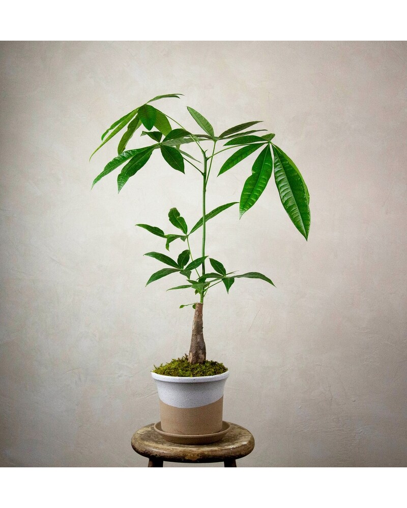 Money Tree in Bozeman MT - Langohr's Flowerland