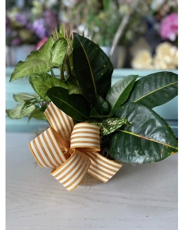 Dish Garden Plant