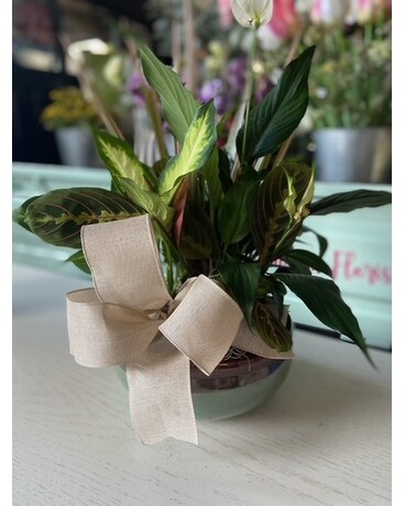 Dish Garden Plant