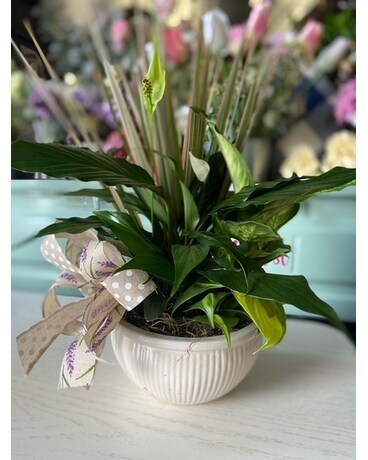 Dish Garden Plant