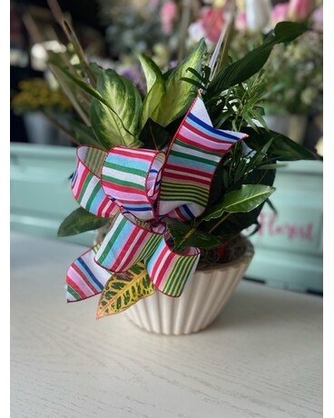 Dish Garden Plant