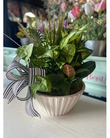 Dish Garden Plant