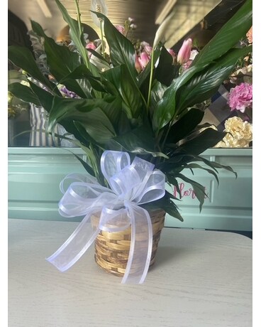 small peace lily Plant