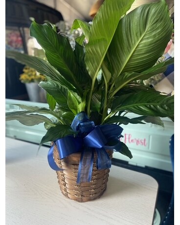 Medium Peace Lily Plant