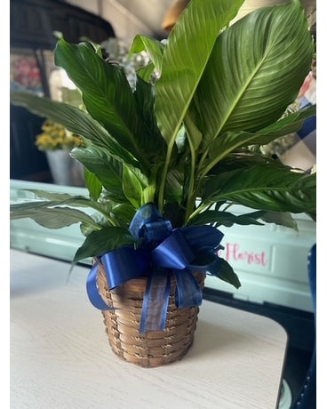Medium Peace Lily Plant