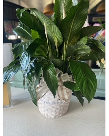 Large Peace Lily Plant