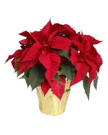 Festive Poinsettia Plant