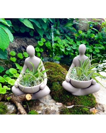 Totally Zen Garden Plant