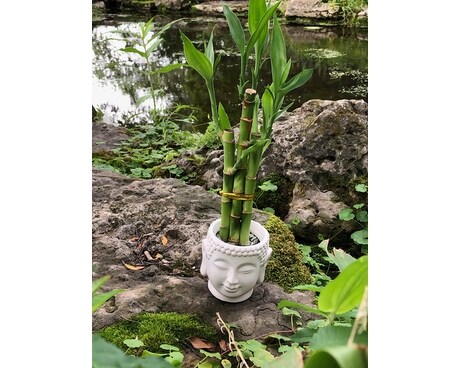 Buddha Bamboo Custom product