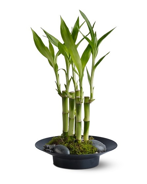 Lucky Bamboo in Rockledge PA - Blake Florist & Flower Delivery