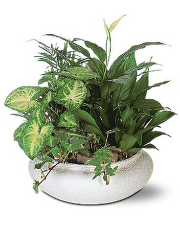 Green Garden Bowl Plant