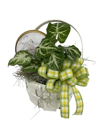 Plant & Candle Gifts