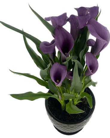 Callalily plant in black ceramic pot Plant