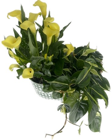 Callalily with philodendron in metal container Plant